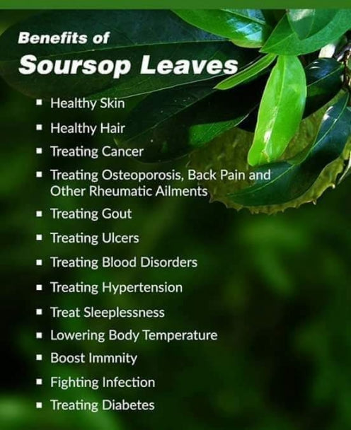 Soursop Leaves- Two Month Supply