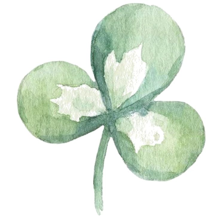 The Vitality Vault – Sea Moss Gel (500ml), Shilajit (50g), Moringa Powder (200g), Soursop Powder (200g), Chlorophyll Juice (1L) and Kalonji Black Seed Oil (200ml)